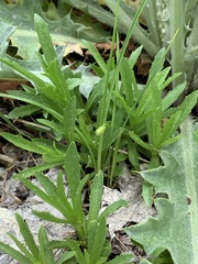 Erythranthe linearifolia