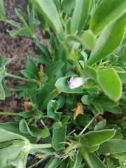 Dyschoriste decumbens