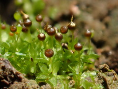 Physcomitrium sphaericum