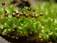 Physcomitrium sphaericum