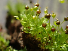 Physcomitrium sphaericum