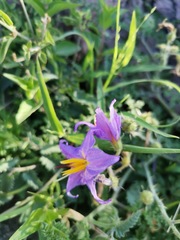 Solanum citrullifolium