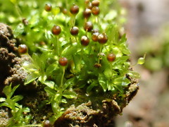 Physcomitrium sphaericum