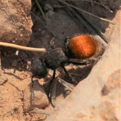 Pseudomethoca brazoria