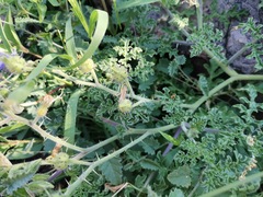Solanum citrullifolium