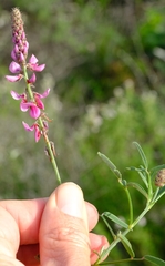 Indigofera venusta