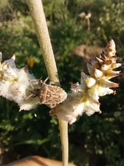 Prionosoma podopioides