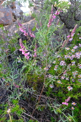 Indigofera venusta