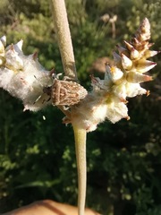 Prionosoma podopioides