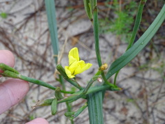 Moraea collina