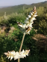 Froelichia arizonica