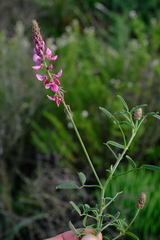 Indigofera venusta