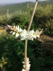 Froelichia arizonica
