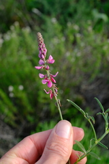 Indigofera venusta