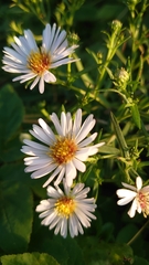 Symphyotrichum × salignum