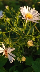 Symphyotrichum × salignum
