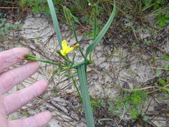 Moraea collina