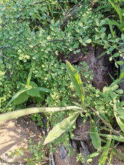 Froelichia arizonica