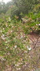 Arctostaphylos densiflora