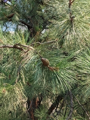 Pinus ponderosa