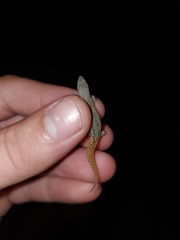 Sphaerodactylus townsendi