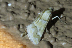 Pseudoschinia elautalis