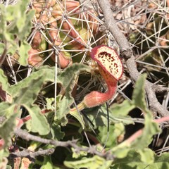 Aristolochia coryi