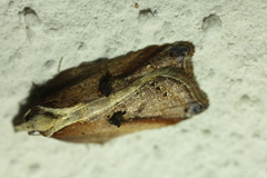 Acleris cristana