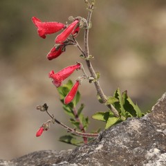 Penstemon baccharifolius