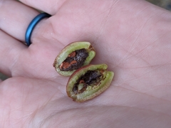 Contarinia virginianiae