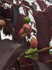 Contarinia virginianiae