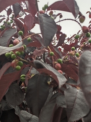 Contarinia virginianiae