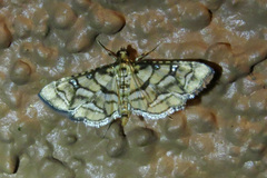 Hileithia magualis