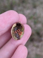 Contarinia virginianiae