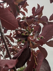 Contarinia virginianiae