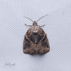 Pseudeustrotia indeterminata