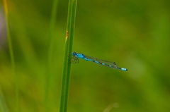 Enallagma cyathigerum