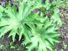 Psacalium megaphyllum