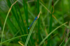 Enallagma cyathigerum