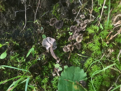 Craterellus subundulatus