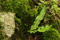 Asplenium scolopendrium americanum
