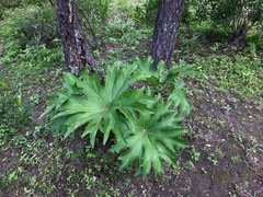 Psacalium megaphyllum