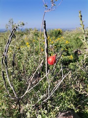 Peniocereus greggii greggii