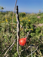 Peniocereus greggii greggii
