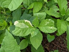 Verbesina alternifolia