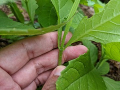 Verbesina alternifolia