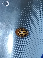 Plagiodera ornata