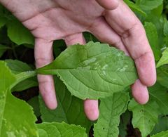 Verbesina alternifolia