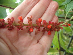Salvia confertiflora