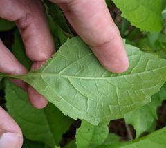 Verbesina alternifolia